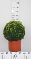 Buxus sempervirens   pot   bolvorm diameter 50+ cm