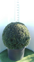 Buxus sempervirens   pot   bolvorm ø90+ cm
