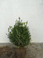 Buxus sempervirens   aardekluit   60 80 cm   struik