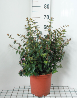 Abelia 'Edward Goucher'   pot 10L   50 60 cm