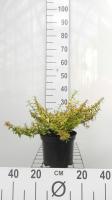 Abelia x grandiflora 'Kaleidoscope'   pot   25 30 cm
