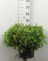 Abelia x grandiflora 'Prostrata'   pot 10L   40 50 cm