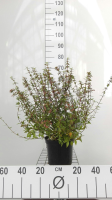 Abelia x grandiflora 'Prostrata'   pot   25 30 cm