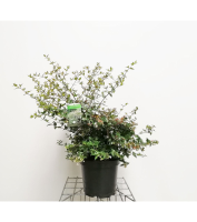 Abelia x grandiflora   pot 10L   50 60 cm