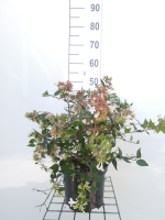 Abelia x grandiflora   pot   25 30 cm