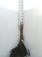 Acer campestre   blote wortel   60 90 cm