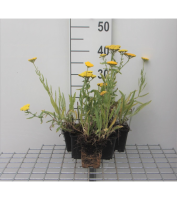Achillea 'Coronation Gold'   pot 9x9 cm  