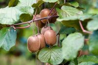 Actinidia deliciosa 'Atlas'   pot   50 60 cm  