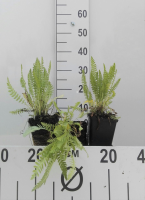 Achillea filipendulina 'Cloth of Gold'   pot 9x9 cm  