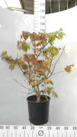Acer japonicum 'Aconitifolium'   pot 18L   100 125 cm