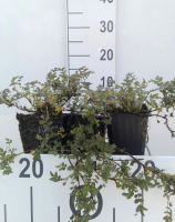 Acaena microphylla   pot 9x9 cm