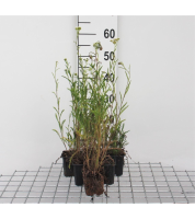Achillea millefolium   pot 9x9 cm (Duizendblad)  