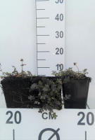 Acaena microphylla 'Kupferteppich'   pot 9x9 cm  