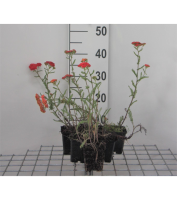 Achillea millefolium 'Paprika'   pot 9x9 cm  