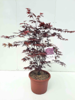Acer palmatum 'Bloodgood'   pot 15L   100 125 cm  