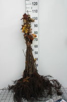 Acer pseudoplatanus   blote wortel   60 90 cm