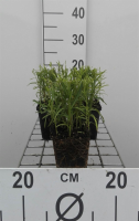 Achillea ptarmica   pot 9x9 cm  