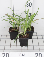 Agapanthus africanus   pot 9x9 cm  