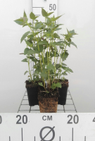 Agastache 'Black Adder'   pot 9x9 cm (Dropplant 'Paarsbloeiend   Black Adder' (syn.))  