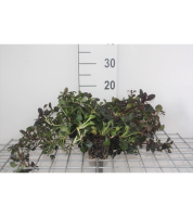 Ajuga reptans 'Atropurpurea'   pot 9x9 cm  