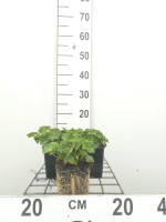 Alchemilla mollis   pot 9x9 cm  
