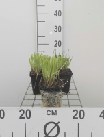 Bieslook   pot 9x9 cm (Allium schoenoprasum)  