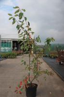 Amelanchier lamarckii   pot 10L   80 100 cm  