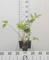 Grote engelwortel   pot 9x9 cm (Angelica archangelica)  
