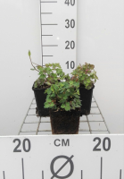 Aquilegia flabellata 'Ministar'   pot 9x9 cm  