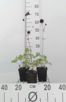 Aquilegia vulgaris 'Black Barlow'   pot 9x9 cm  