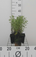 Artemisia abrotanum   pot 9x9 cm (Citroenkruid)  