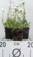 Aster alpinus 'Albus'   pot 9x9 cm  