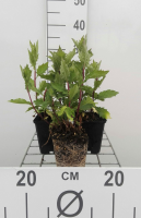 Aster ageratoides 'Asran'   pot 9x9 cm  
