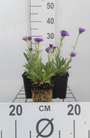Aster alpinus 'Dunkle Schöne'   pot 9x9 cm  