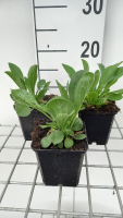 Aster amellus 'Rudolf Goethe'   pot 9x9 cm  
