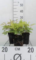 Astilbe 'Brautschleier'   pot 9x9 cm  