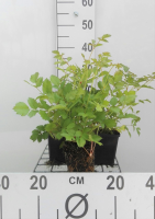 Astilbe chinensis 'Pumila'   pot 9x9 cm