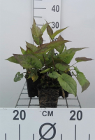 Aster divaricatus   pot 9x9 cm  