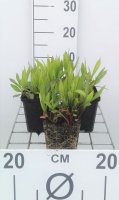Aster 'Prof. Anton Kippenberg'   pot 9x9 cm