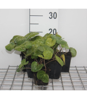 Asarum europaeum   pot 9x9 cm