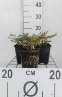 Astilbe 'Hennie Graafland'   pot 9x9 cm
