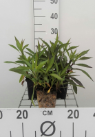 Aster novi belgii 'White Ladies'   pot 9x9 cm  