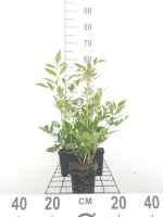 Astilbe 'Rheinland'   pot 9x9 cm  