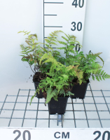 Athyrium niponicum var. Pictum   pot 9x9 cm  