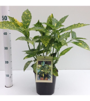 Aucuba japonica 'Crotonifolia'   pot   30 40 cm