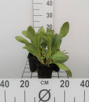 Bergenia 'Bressingham White'   pot 9x9 cm