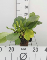Bergenia cordifolia   pot 9x9 cm  