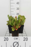 Bergenia cordifolia 'Purpurea'   pot 9x9 cm  