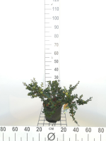 Berberis darwinii   pot   25 30 cm