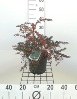 Berberis x frikartii 'Amstelveen'   pot   25 30 cm